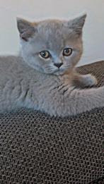Lieve Britse Korthaar kitten, Dieren en Toebehoren, Poes, Ontwormd, 0 tot 2 jaar