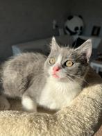 Kittens zoeken nog een huisje 8 weken, Ophalen, Zo goed als nieuw