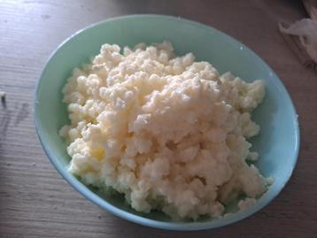 Verse Biologische melkkefir plantjes
 beschikbaar voor biedingen