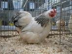 4 x Cochin kriel columbia (kuikens), Meerdere dieren, Kip