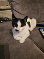 Poes Luna 7 maand, Dieren en Toebehoren, Katten en Kittens | Overige Katten, Poes