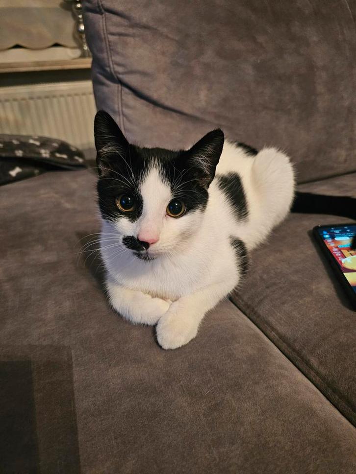 Poes Luna 7 maand, Dieren en Toebehoren, Katten en Kittens | Overige Katten, Poes