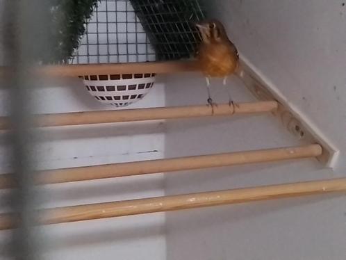 Tekoop damalijster koppel, Dieren en Toebehoren, Vogels | Overige Vogels, Tropenvogel, Meerdere dieren, Geringd