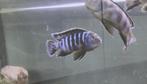 Malawi cichliden / Pseudotropheus Saulosi 6 stuks, Dieren en Toebehoren, Vis