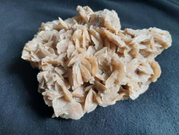 Woestijnroos beschikbaar voor biedingen