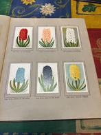 J. W. de Groot - De Bloemenvelden *Compleet*, Ophalen of Verzenden, Gelezen, Prentenboek