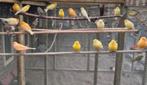 Kanaries geel en oranje, Dieren en Toebehoren, Vogels | Kanaries, Meerdere dieren, Kleurkanarie