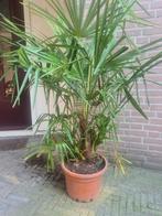 Trachicarpus Fortunei, Ophalen, Bloeit niet, Overige soorten, Halfschaduw