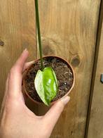 Monstera deliciosa variegata plant mint albo white wit, Huis en Inrichting, Ophalen of Verzenden, Halfschaduw, Minder dan 100 cm