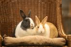 Hollander konijnen | Jonge dieren | Meerdere kleurslagen, Dieren en Toebehoren, Konijnen, Meerdere dieren, Dwerg, Hangoor, 0 tot 2 jaar