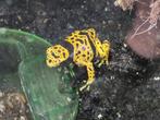 Dendrobatus leucamelas fine spot, Dieren en Toebehoren, Reptielen en Amfibieën