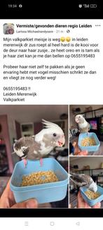 VERMIST VALKPARKIET OREO, Dieren en Toebehoren, Vermiste en Gevonden Dieren, Vogel