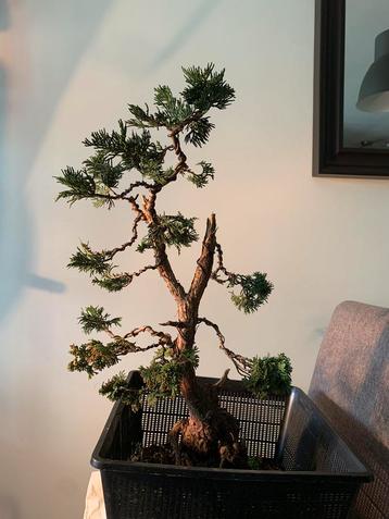 Bonsai Hinoki Cypress Chamaecyparis obtusa nana gracilis