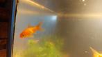 Goudvis, Dieren en Toebehoren, Vissen | Aquariumvissen, Vis