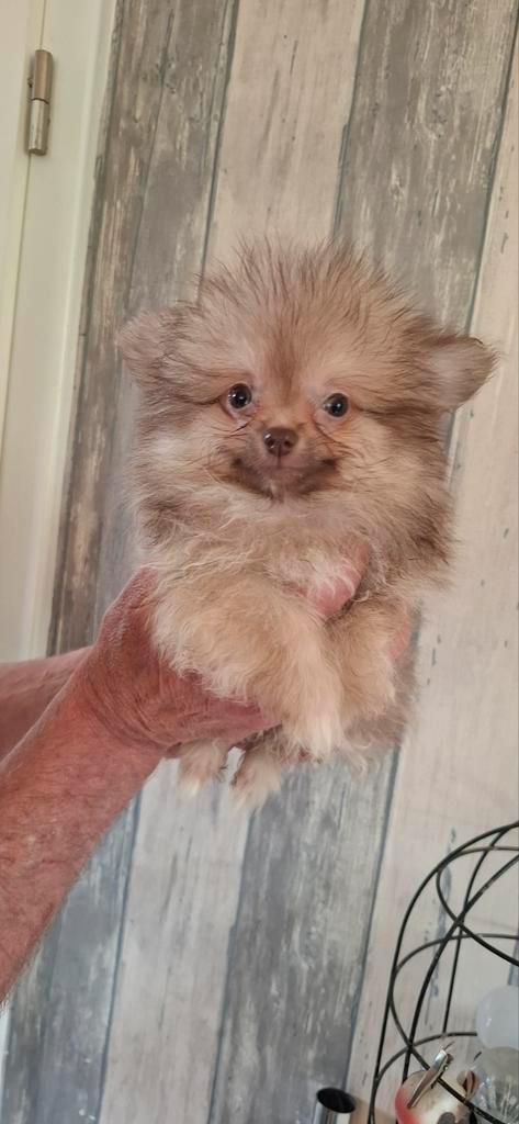 Pom/chi nestje van 5 nog 2 reutjes beschikbaar, Dieren en Toebehoren, Honden | Chihuahua's en Gezelschapshonden, Meerdere dieren