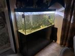 Compleet Aqualantis aquarium  150x70x50, Dieren en Toebehoren, Vissen | Aquaria en Toebehoren, Ophalen, Gebruikt, Gevuld zoetwateraquarium