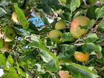 Goudreinet biologisch onbespoten appels, Diversen, Levensmiddelen, Ophalen