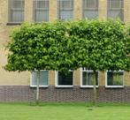 Lei - Amber bomen, Tuin en Terras, Ophalen, Lente, Volle zon, Leiboom