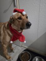 AIN: Bentley, Dieren en Toebehoren, Honden | Niet-rashonden, 1 tot 2 jaar, Buitenland, Eén hond, Reu