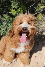 Mooie WALA dekreu (australian labradoodle, cockapoo, doodle), Dieren en Toebehoren, Honden | Dekreuen, Rabiës (hondsdolheid), 1 tot 2 jaar