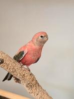 Bourke parkiet te koop., Dieren en Toebehoren, Vogels | Parkieten en Papegaaien, Mannelijk, Parkiet, Geringd