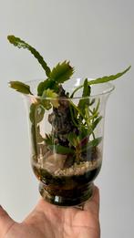 New Homamade terrarium, Ophalen, Halfschaduw, Minder dan 100 cm