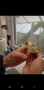 Putters Major, Dieren en Toebehoren, Vogels | Kanaries, Meerdere dieren, Bastaard
