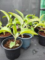 Kalanchoë Daigremontiana bommenwerper, Huis en Inrichting, Kamerplanten, Ophalen, Overige soorten, Minder dan 100 cm