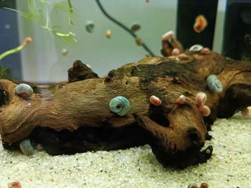 Posthoorn Slakken | Aquarium Opruimers (Ramshorn Snail) beschikbaar voor biedingen