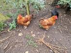Te koop meerdere hennen en hanen wegens overcompleet, Meerdere dieren, Kip