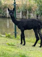 Alpaca hengst van maart 2024, Dieren en Toebehoren, Mannelijk