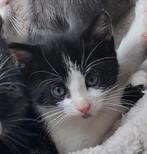 5 mooie kittens, Dieren en Toebehoren, Katten en Kittens | Overige Katten, Poes