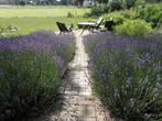 Lavendel stekjes / plantjes / loten, Tuin en Terras, Planten | Tuinplanten, Volle zon, Vaste plant, Zomer, Ophalen