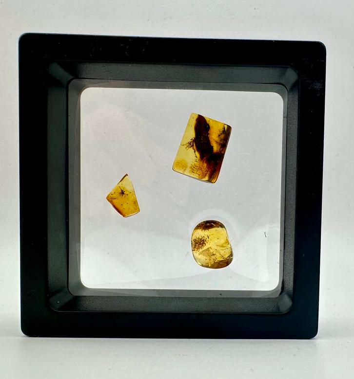 Baltisch barnsteen met insecten – 3 stuks in display (B), Verzamelen, Mineralen en Fossielen, Fossiel, Ophalen of Verzenden
