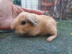 Cuy reuzencavia beer mag verhuizen creme california zwart, Dieren en Toebehoren, December, Mannelijk, Cavia