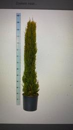 Cupressus semp puramidalis ‘italiaanse cipres’, Ophalen, Halfschaduw, Overige soorten, 100 tot 250 cm