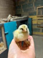 Brahma kuikens, Dieren en Toebehoren, Pluimvee, Meerdere dieren, Kip