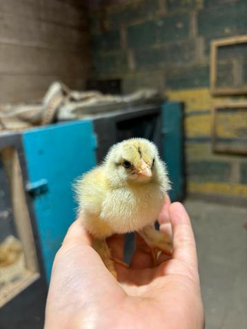 Brahma kuikens beschikbaar voor biedingen
