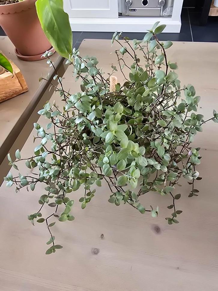 Callisia Repens 'Turtle Vine' Kamerplant, Huis en Inrichting, Kamerplanten, Overige soorten, Minder dan 100 cm, Groene kamerplant