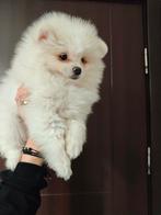 Pomeriaan pups pomeriaan, Dieren en Toebehoren, Particulier, 15 weken tot 1 jaar, Buitenland, Teef