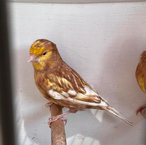 Phaeo kanaries, Dieren en Toebehoren, Vogels | Kanaries, Kleurkanarie, Meerdere dieren