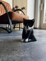 Kittens geboren 6 juli 2025, Dieren en Toebehoren, Katten en Kittens | Overige Katten, Meerdere dieren, Kortharig, 0 tot 2 jaar