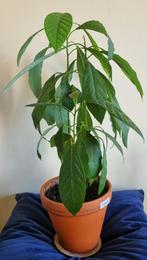Persea Americana | Avocado plant Hercule, Huis en Inrichting, Kamerplanten, Overige soorten, Minder dan 100 cm, In pot, Volle zon