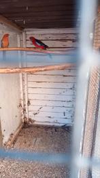 Penanten, Dieren en Toebehoren, Meerdere dieren, Parkiet