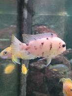 aquarium vissen, Dieren en Toebehoren, Vissen | Aquariumvissen, Vis