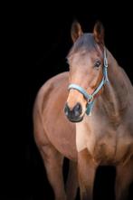 Te koop 9 jaar oude ruin, Dieren en Toebehoren, Paarden, Gechipt, Ruin, Niet van toepassing, 7 tot 10 jaar