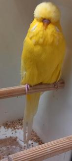 Standaard grasparkiet ino. Prijs in overleg., Dieren en Toebehoren, Mannelijk, Parkiet, Geringd