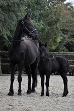 Super schattig span merrie met veulen kruising fries, Dieren en Toebehoren, Merrie