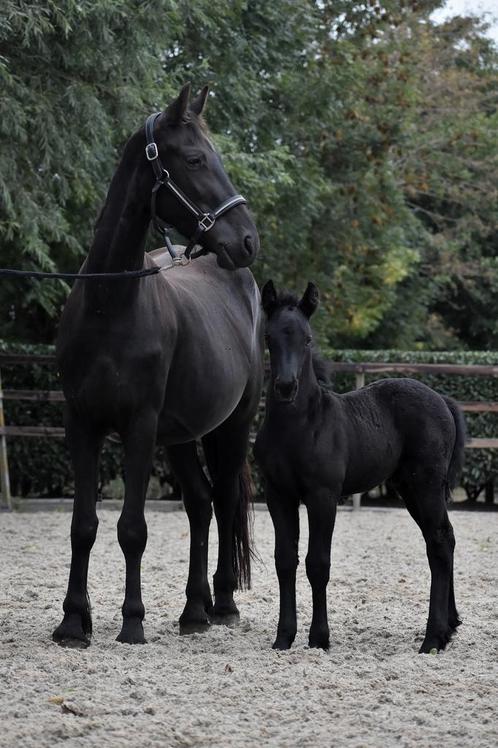 Super schattig span merrie met veulen kruising fries, Dieren en Toebehoren, Pony's, Merrie