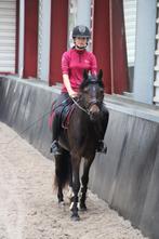 D-pony, Dieren en Toebehoren, Merrie, Recreatiepony, 0 tot 2 jaar